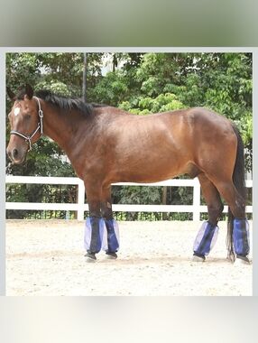 Horse Fly Boots Set of 4 🐴💙
